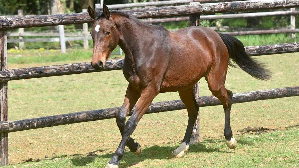 Jovem cavalo baio a trotar num prado