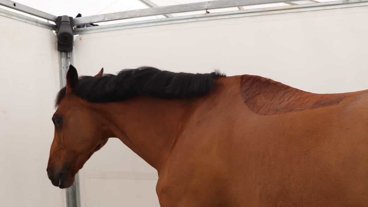 Um cavalo de desporto baio num estábulo amovível. Uma câmara Coho encontra-se no canto superior da cabina.